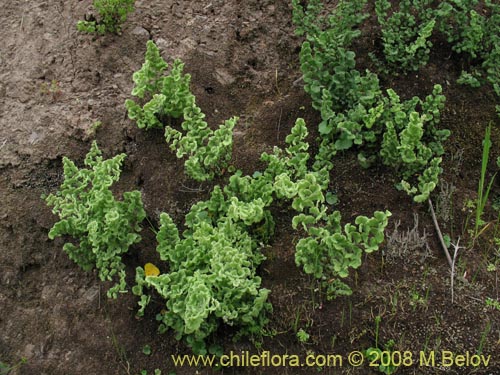 Bild von Adiantum scabrum (). Klicken Sie, um den Ausschnitt zu vergrössern.