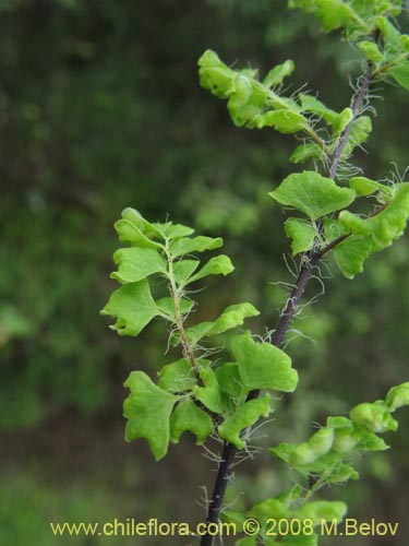 Adiantum excisum的照片