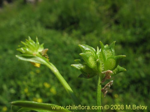 Imágen de Ranunculus muricatus (Botón de oro / Ensalada de ranas / Pata de gallo). Haga un clic para aumentar parte de imágen.