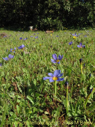 Calydorea xyphioides의 사진