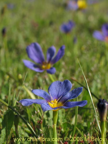 Calydorea xyphioides의 사진