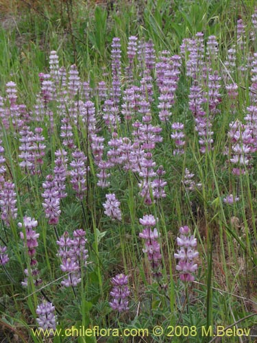 Image of Lupinus microcarpus (). Click to enlarge parts of image.