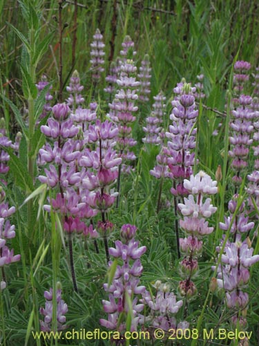 Image of Lupinus microcarpus (). Click to enlarge parts of image.