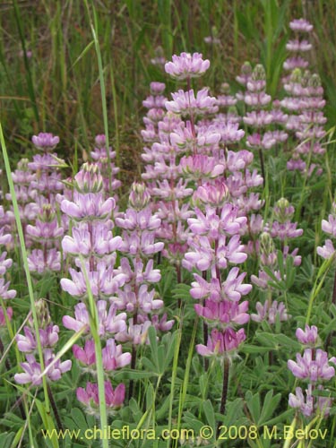 Image of Lupinus microcarpus (). Click to enlarge parts of image.