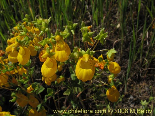 Imágen de Calceolaria corymbosa ssp. corymbosa (). Haga un clic para aumentar parte de imágen.