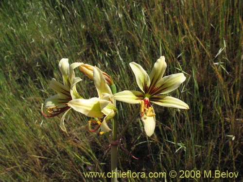 Imágen de Placea ornata (). Haga un clic para aumentar parte de imágen.