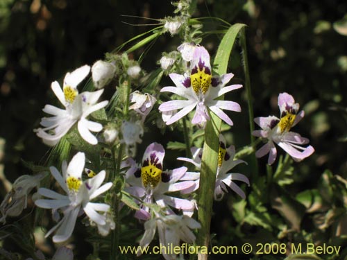 Bild von Schizanthus tricolor (). Klicken Sie, um den Ausschnitt zu vergrössern.