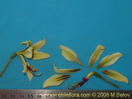 Image of Placea ornata (). Click to enlarge parts of image.