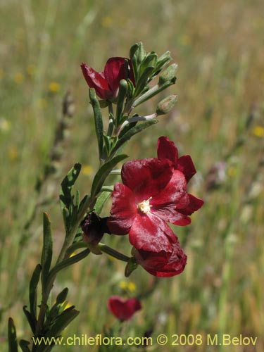 Clarkia tenellaの写真