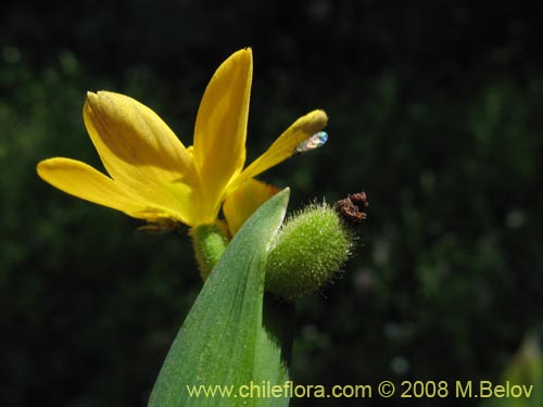 Sisyrinchium graminifolium의 사진