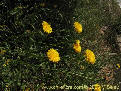 Bild von Asteraceae sp. #Z 8034 (). Klicken Sie, um den Ausschnitt zu vergrössern.