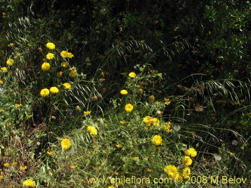 Imágen de Asteraceae sp. #Z 8034 (). Haga un clic para aumentar parte de imágen.