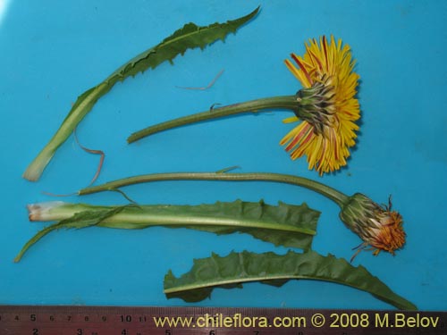 Imágen de Asteraceae sp. #Z 8034 (). Haga un clic para aumentar parte de imágen.