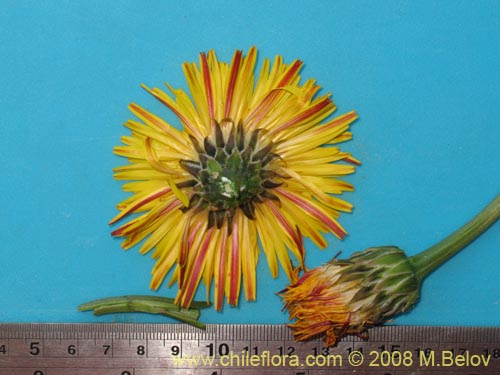 Imágen de Asteraceae sp. #Z 8034 (). Haga un clic para aumentar parte de imágen.