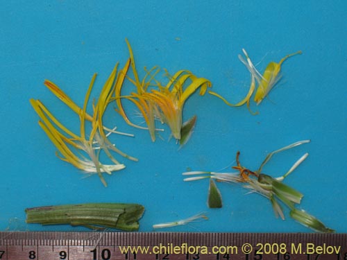 Imágen de Asteraceae sp. #Z 8034 (). Haga un clic para aumentar parte de imágen.