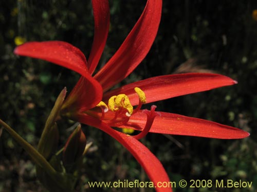 Image of Rhodophiala advena (). Click to enlarge parts of image.