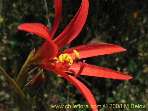 Image of Rhodophiala advena (). Click to enlarge parts of image.