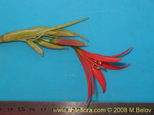 Image of Rhodophiala advena (). Click to enlarge parts of image.