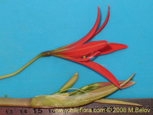 Image of Rhodophiala advena (). Click to enlarge parts of image.