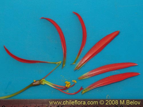 Image of Rhodophiala advena (). Click to enlarge parts of image.