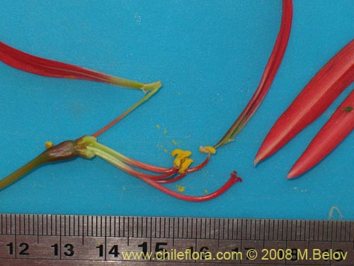 Image of Rhodophiala advena (). Click to enlarge parts of image.