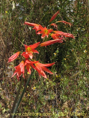 Image of Rhodophiala advena (). Click to enlarge parts of image.