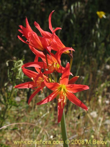 Image of Rhodophiala advena (). Click to enlarge parts of image.