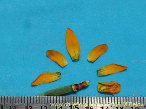 Imágen de Chloraea chrysantha (). Haga un clic para aumentar parte de imágen.