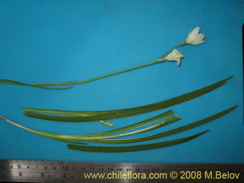 Image of Unidentified Plant sp. #1206 (). Click to enlarge parts of image.