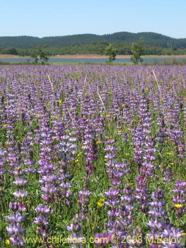 Image of Lupinus microcarpus (). Click to enlarge parts of image.
