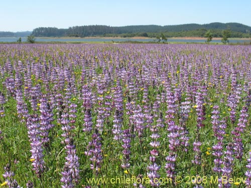 Image of Lupinus microcarpus (). Click to enlarge parts of image.