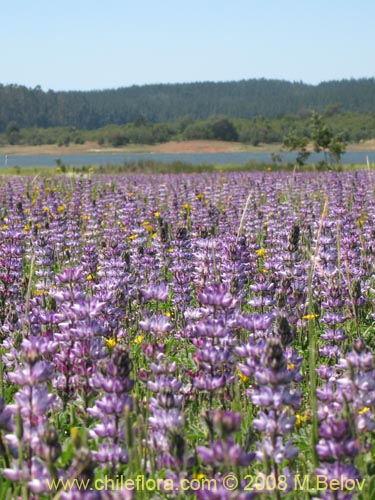 Image of Lupinus microcarpus (). Click to enlarge parts of image.