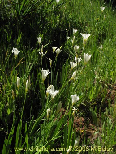 식물종은 불명 sp. #1206의 사진