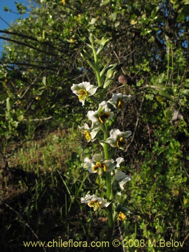 Gavilea glandulifera의 사진