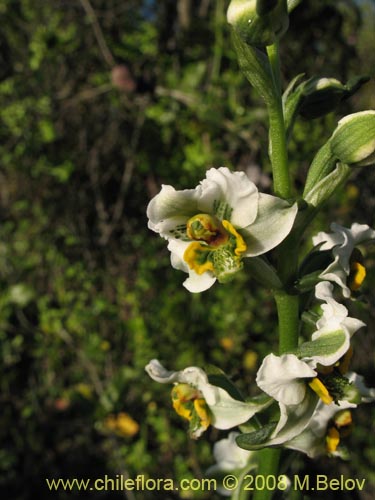 Gavilea glandulifera의 사진