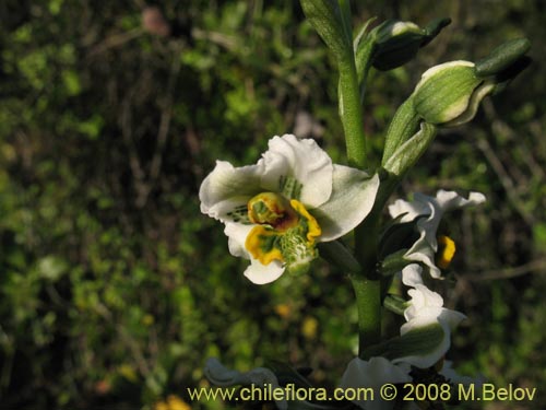 Gavilea glandulifera의 사진