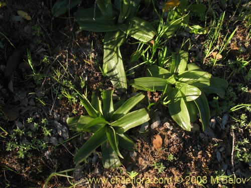 Gavilea glandulifera의 사진