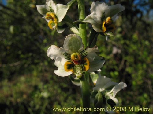 Gavilea glandulifera의 사진