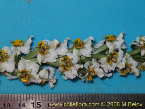 Gavilea glandulifera의 사진