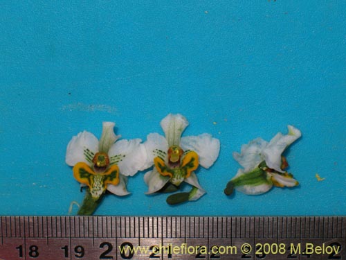 Gavilea glandulifera의 사진