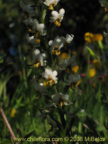 Gavilea glandulifera의 사진