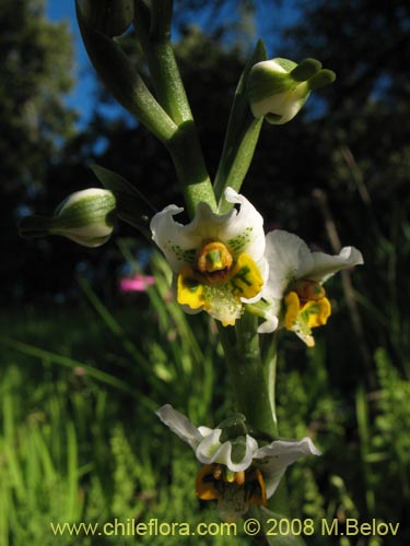 Gavilea glandulifera의 사진