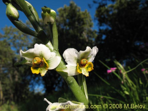 Gavilea glandulifera의 사진