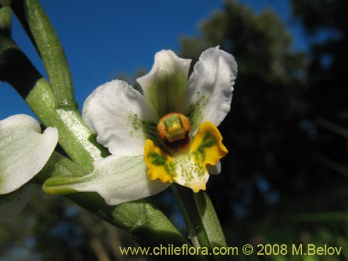 Gavilea glandulifera의 사진