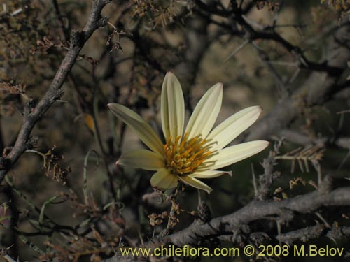 Imágen de Mutisia rosea (). Haga un clic para aumentar parte de imágen.