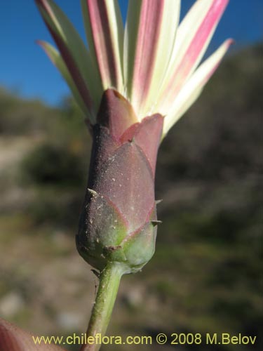 Mutisia rosea의 사진