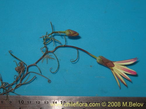 Mutisia rosea의 사진