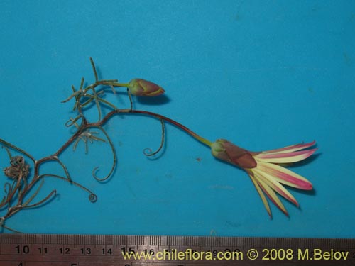 Mutisia rosea의 사진