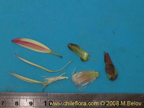 Mutisia rosea의 사진