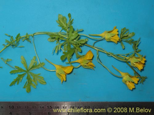 Image of Tropaeolum looserii (). Click to enlarge parts of image.
